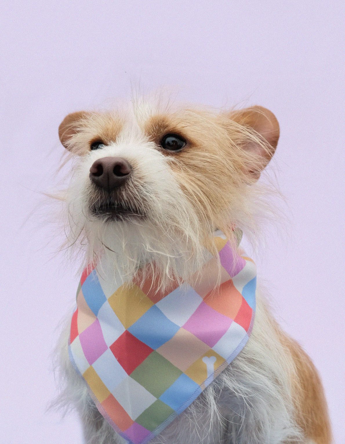 Pet Bandana | Bone Checks