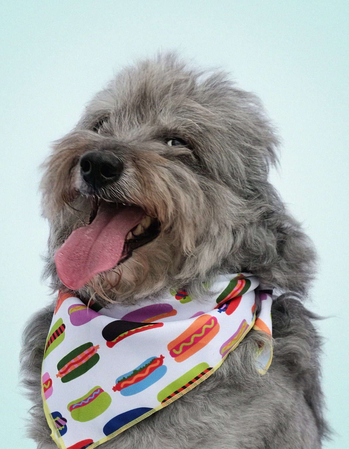 Pet Bandana | Hot Dogs