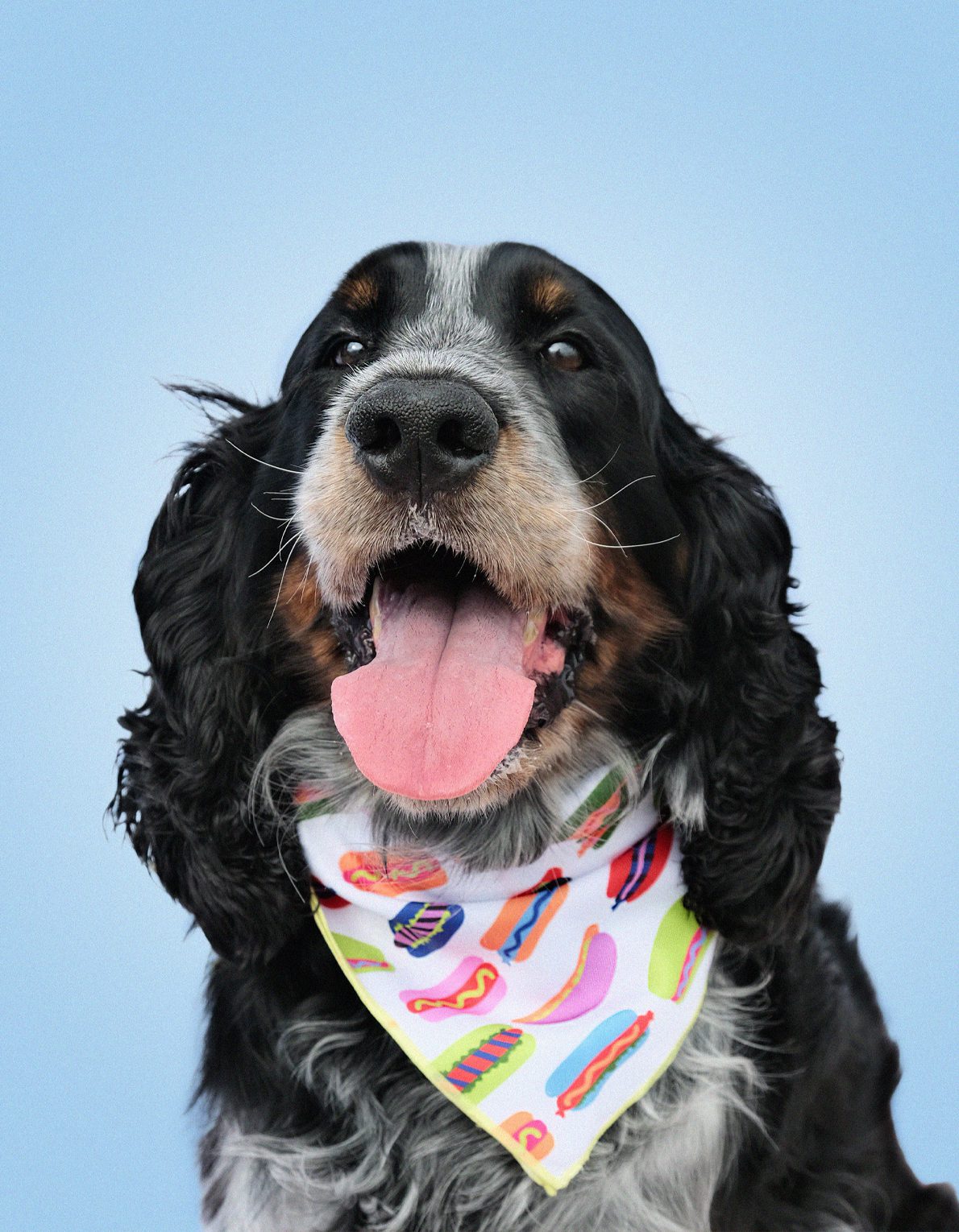 Pet Bandana | Hot Dogs