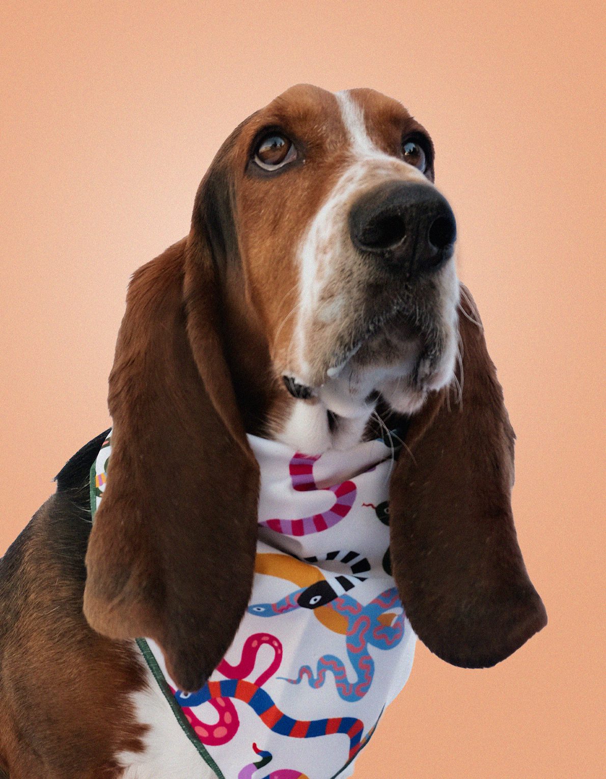 Pet Bandana | Rainbow Snakes