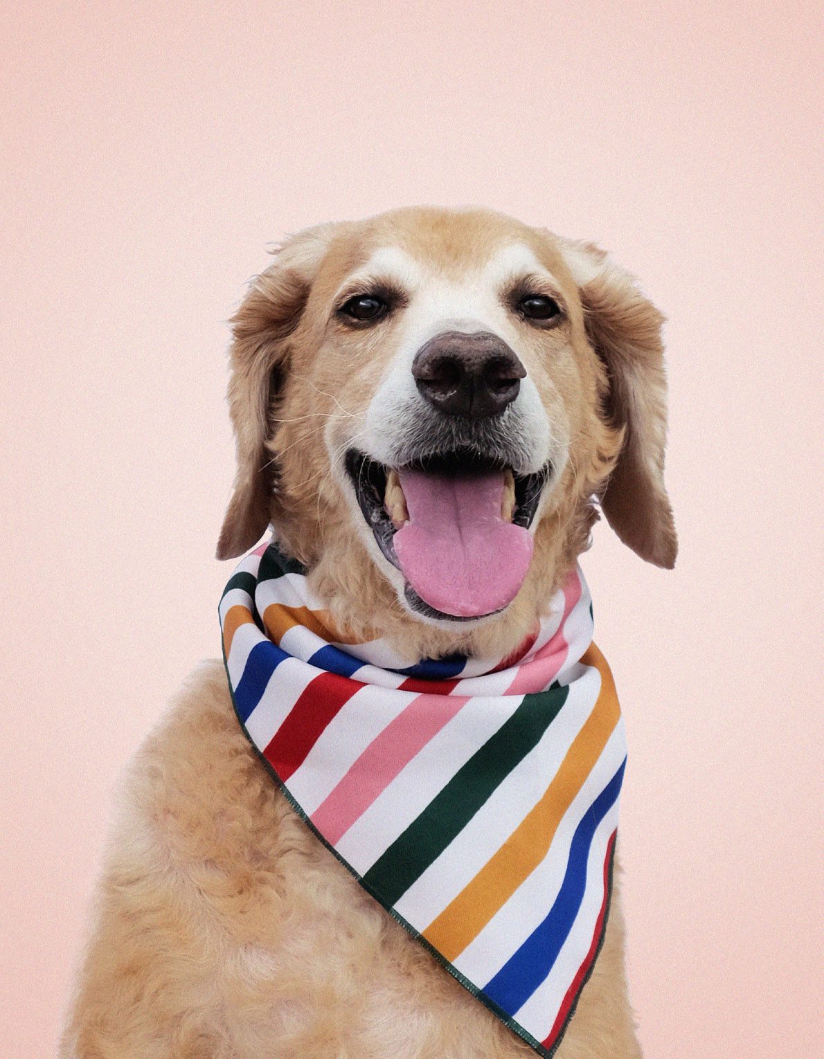 Pet Bandana | Primary Stripes