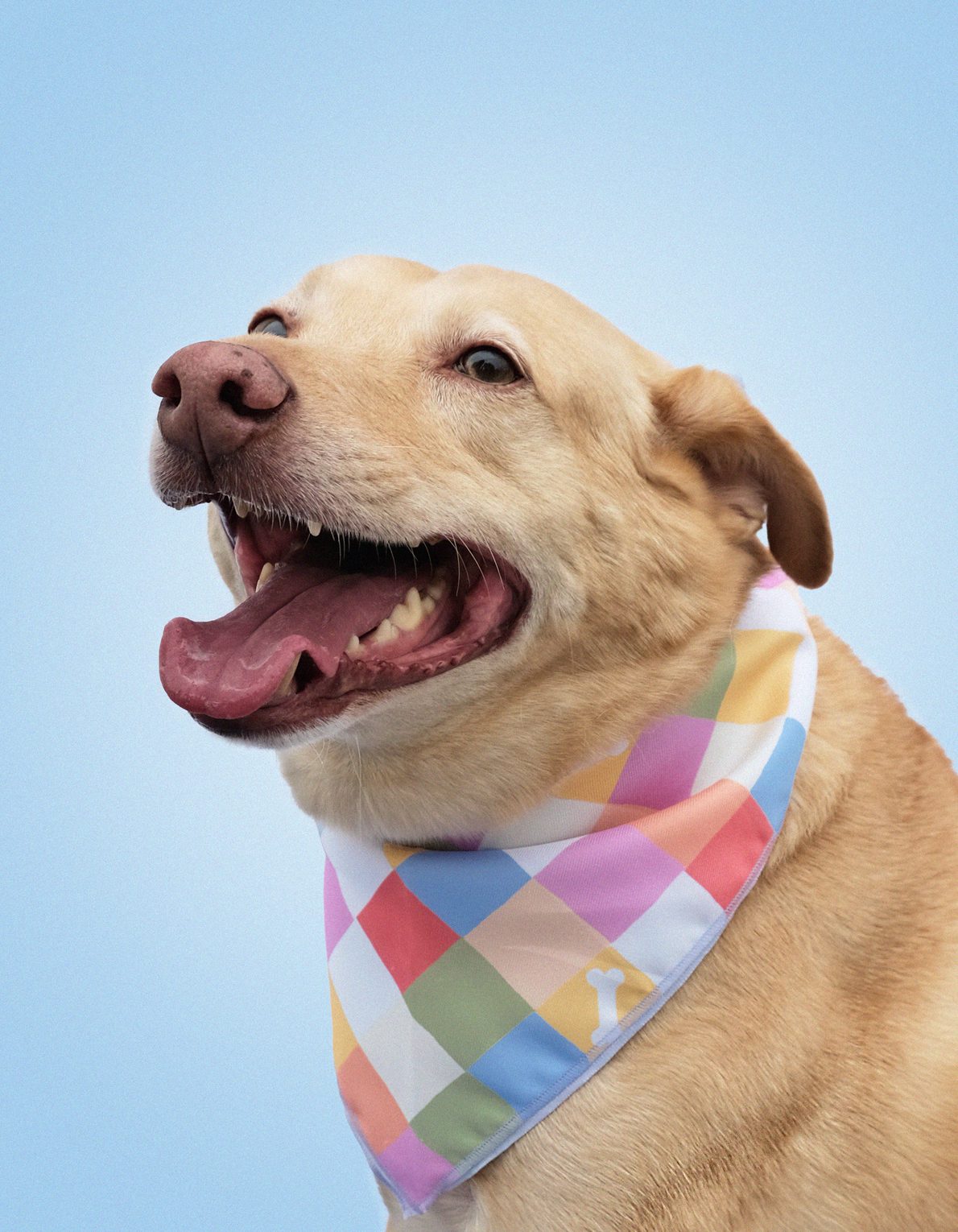 Pet Bandana | Bone Checks