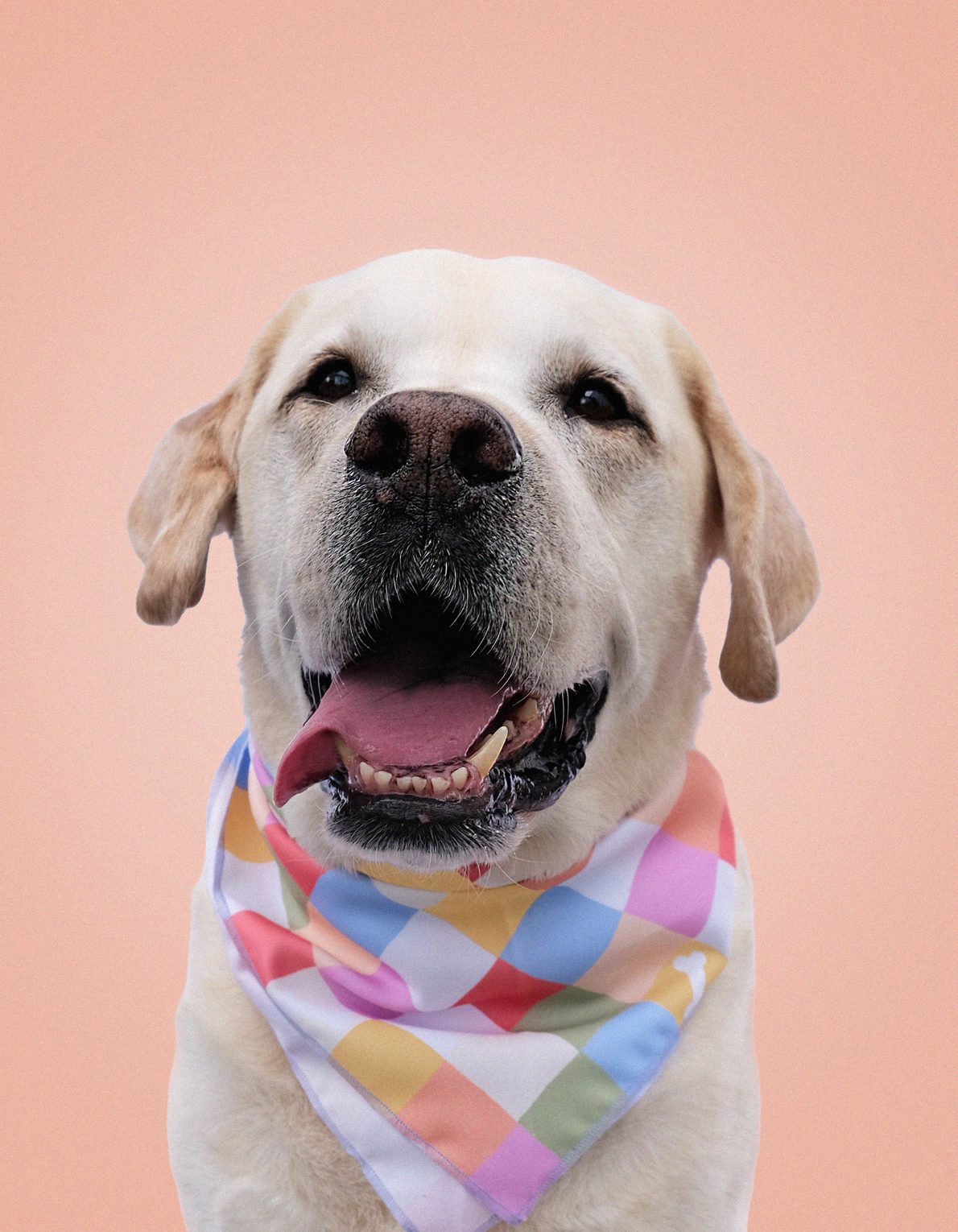 Pet Bandana | Bone Checks