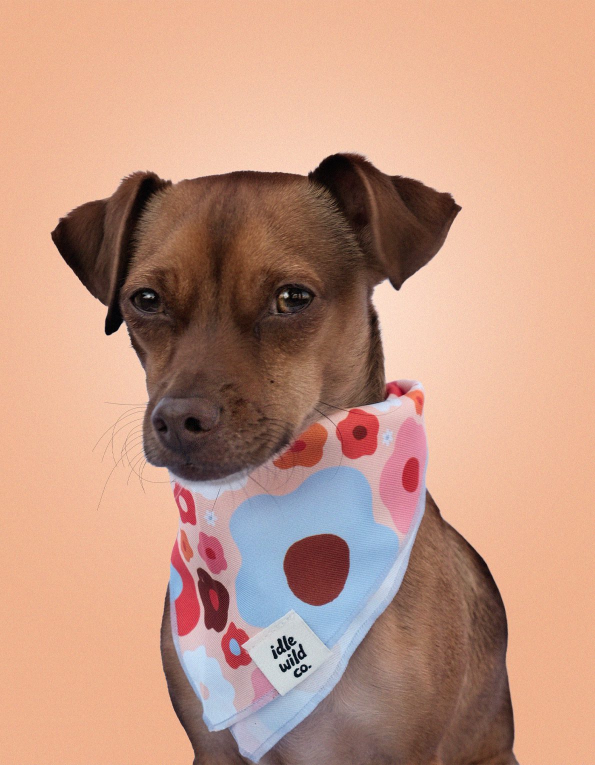 Pet Bandana | Coral Floral