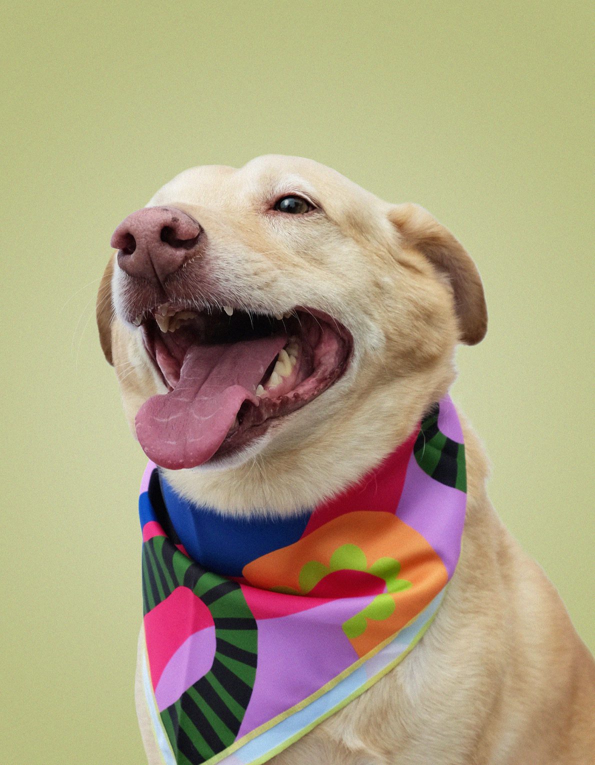 Pet Bandana | Neon Abstract Print