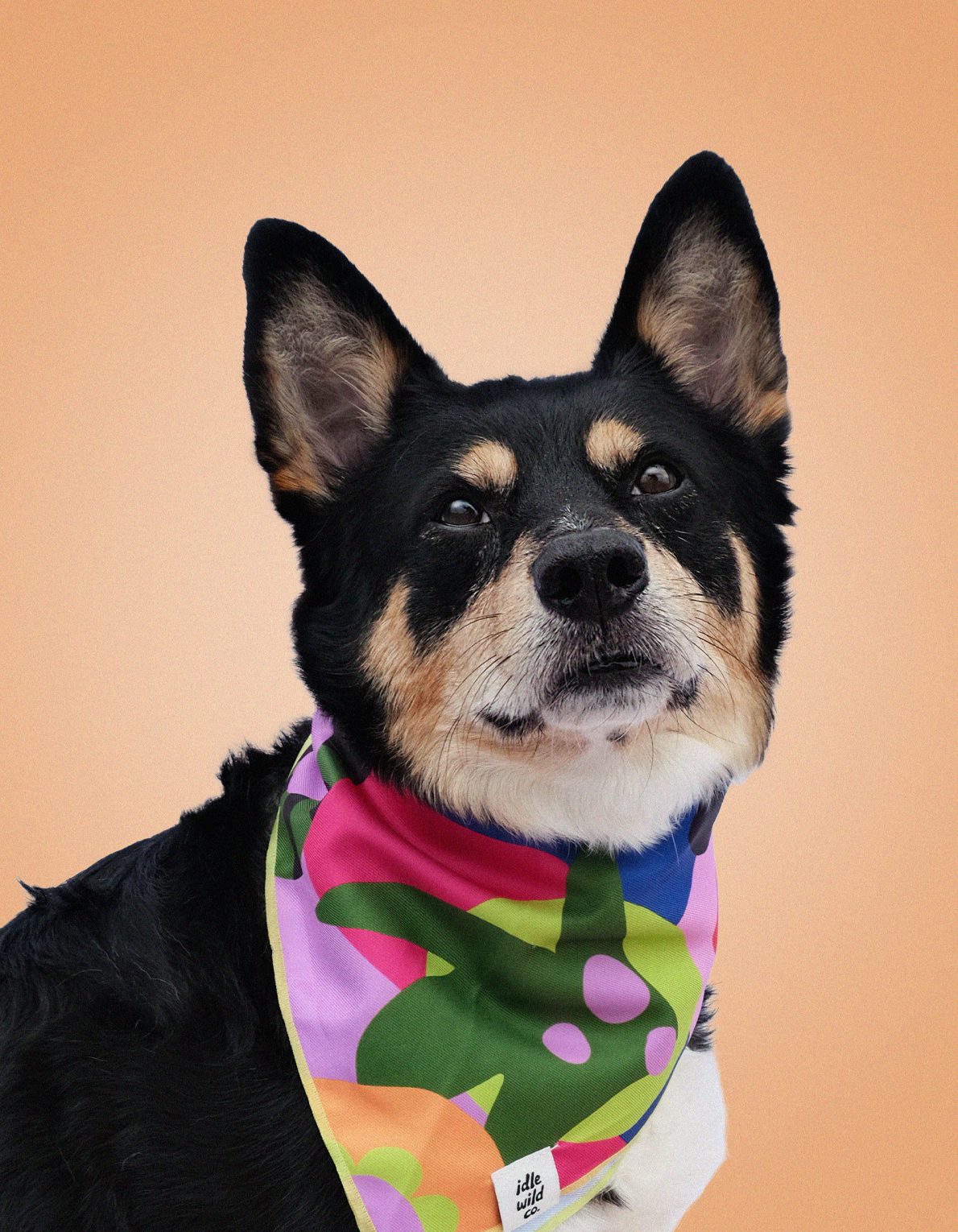 Pet Bandana | Neon Abstract Print