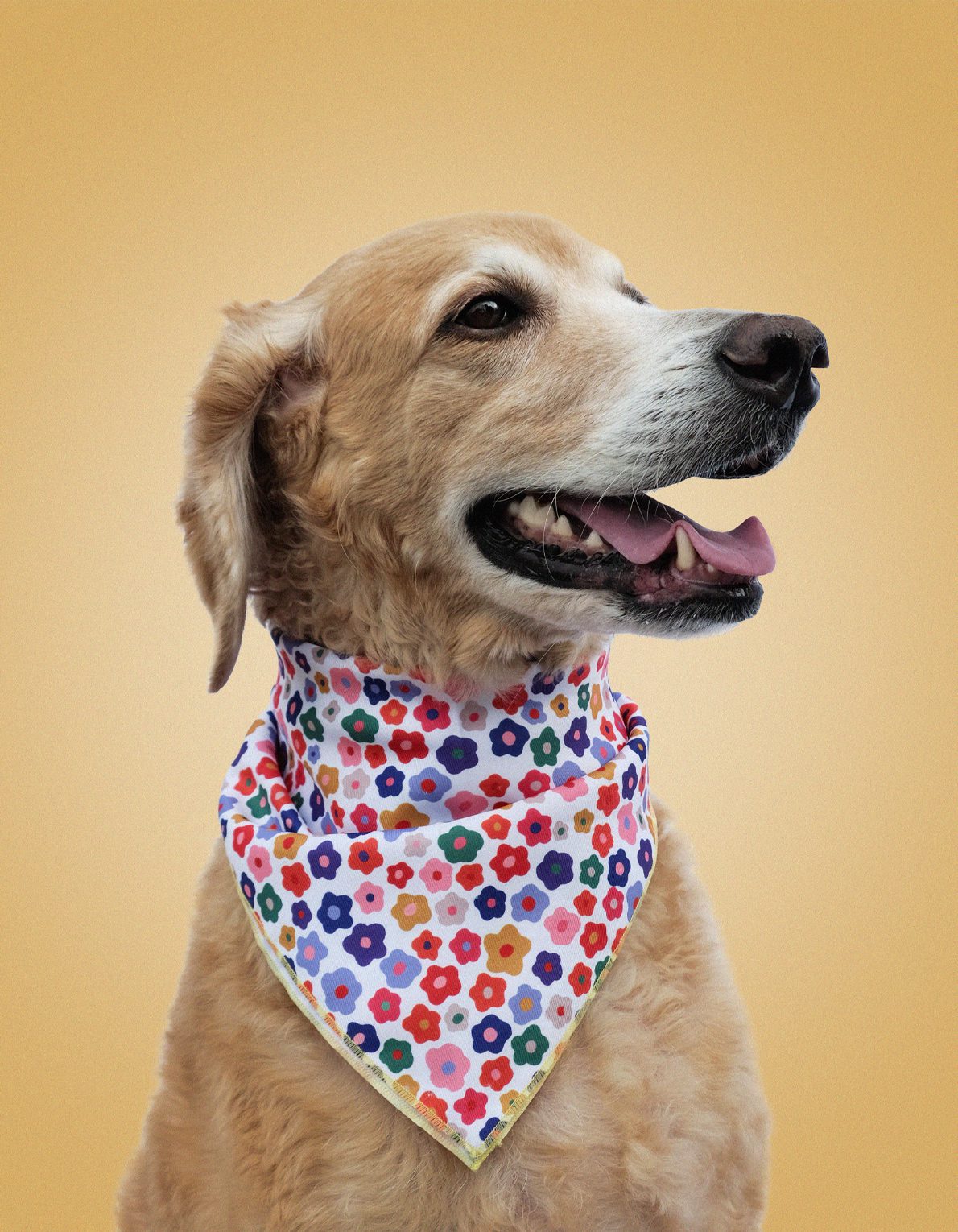 Pet Bandana | Rainbow Daisy