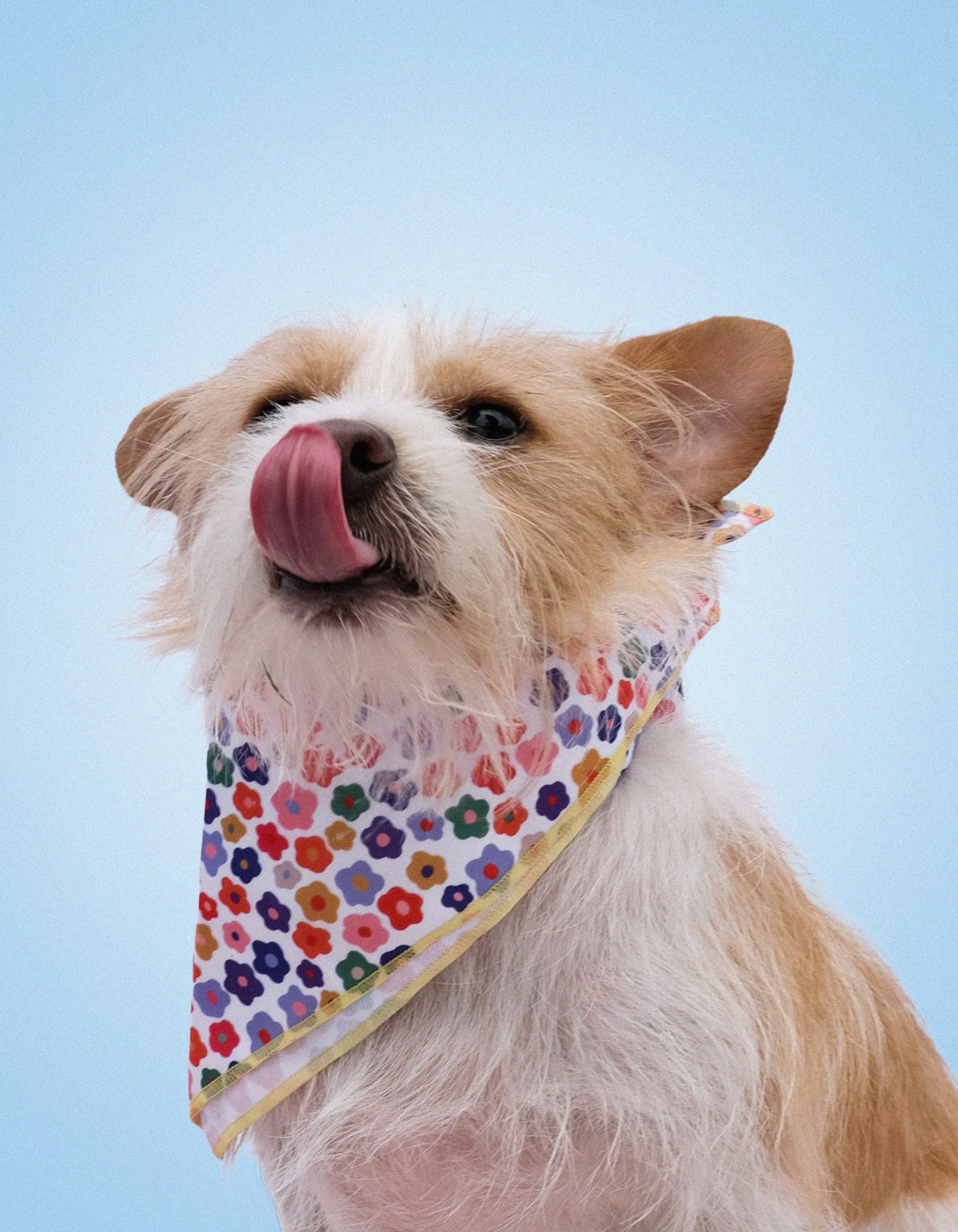 Pet Bandana | Rainbow Daisy