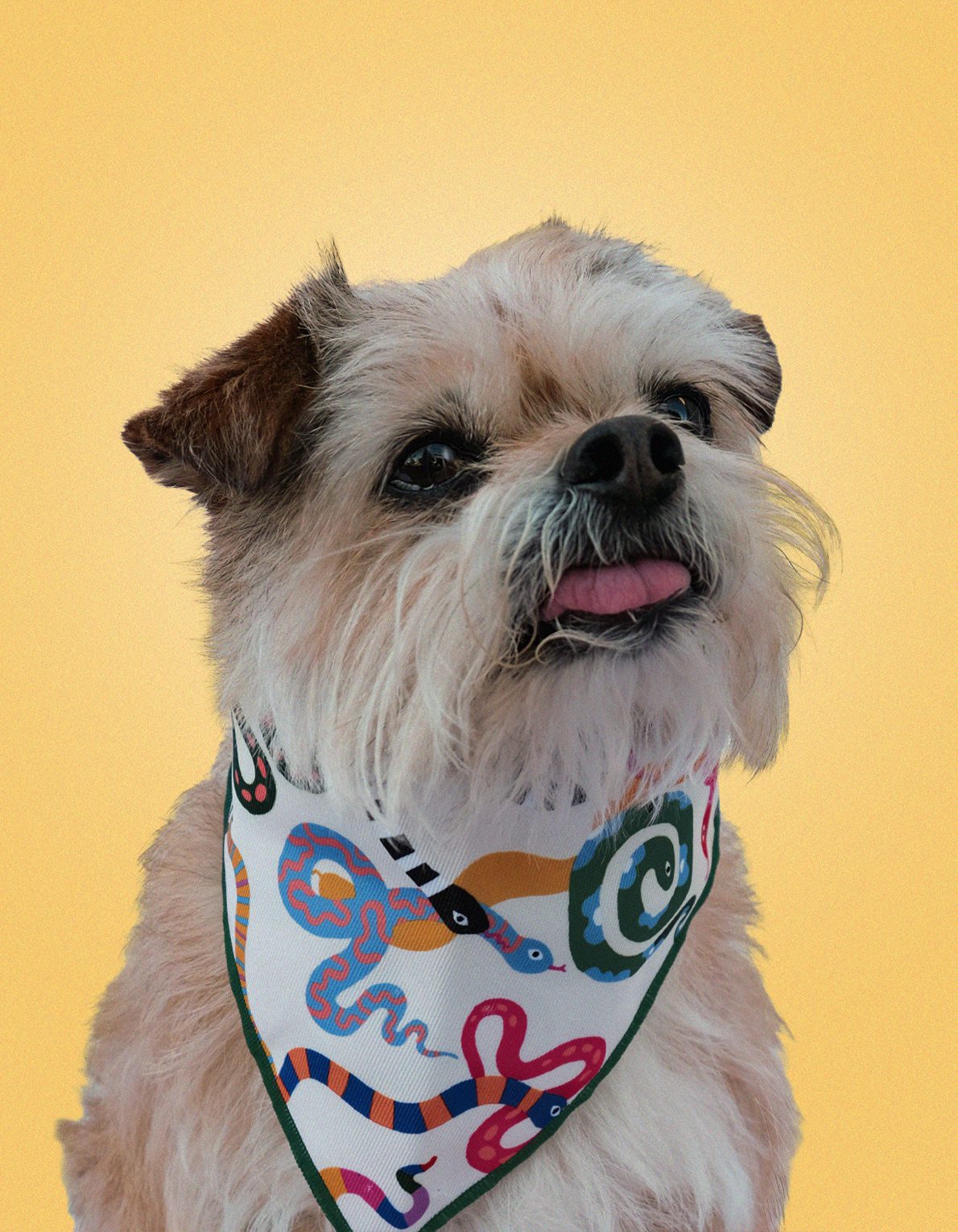 Pet Bandana | Rainbow Snakes