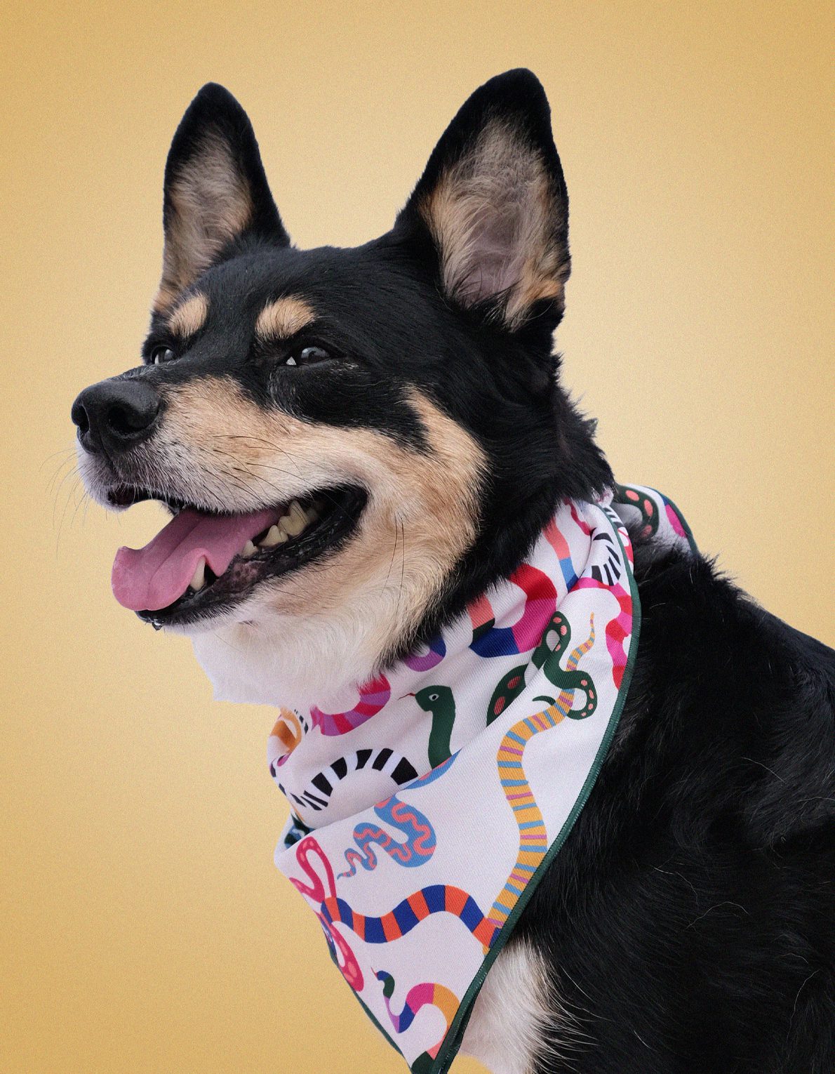 Pet Bandana | Rainbow Snakes