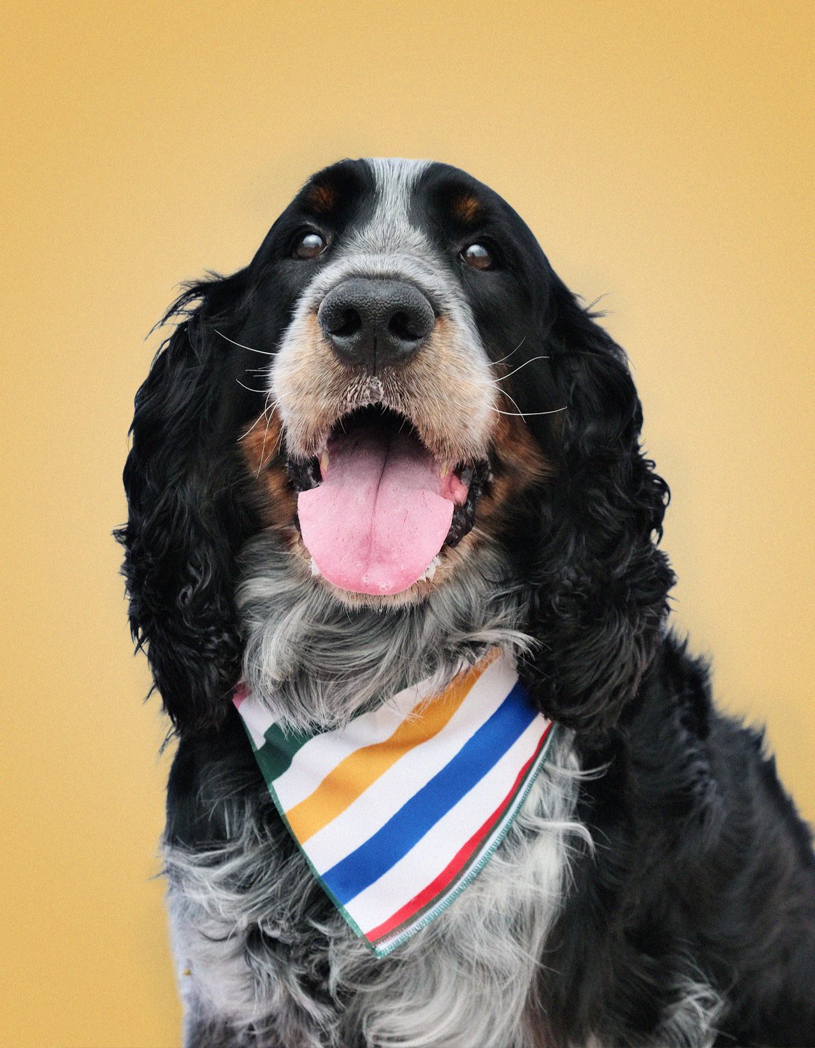 Pet Bandana | Primary Stripes