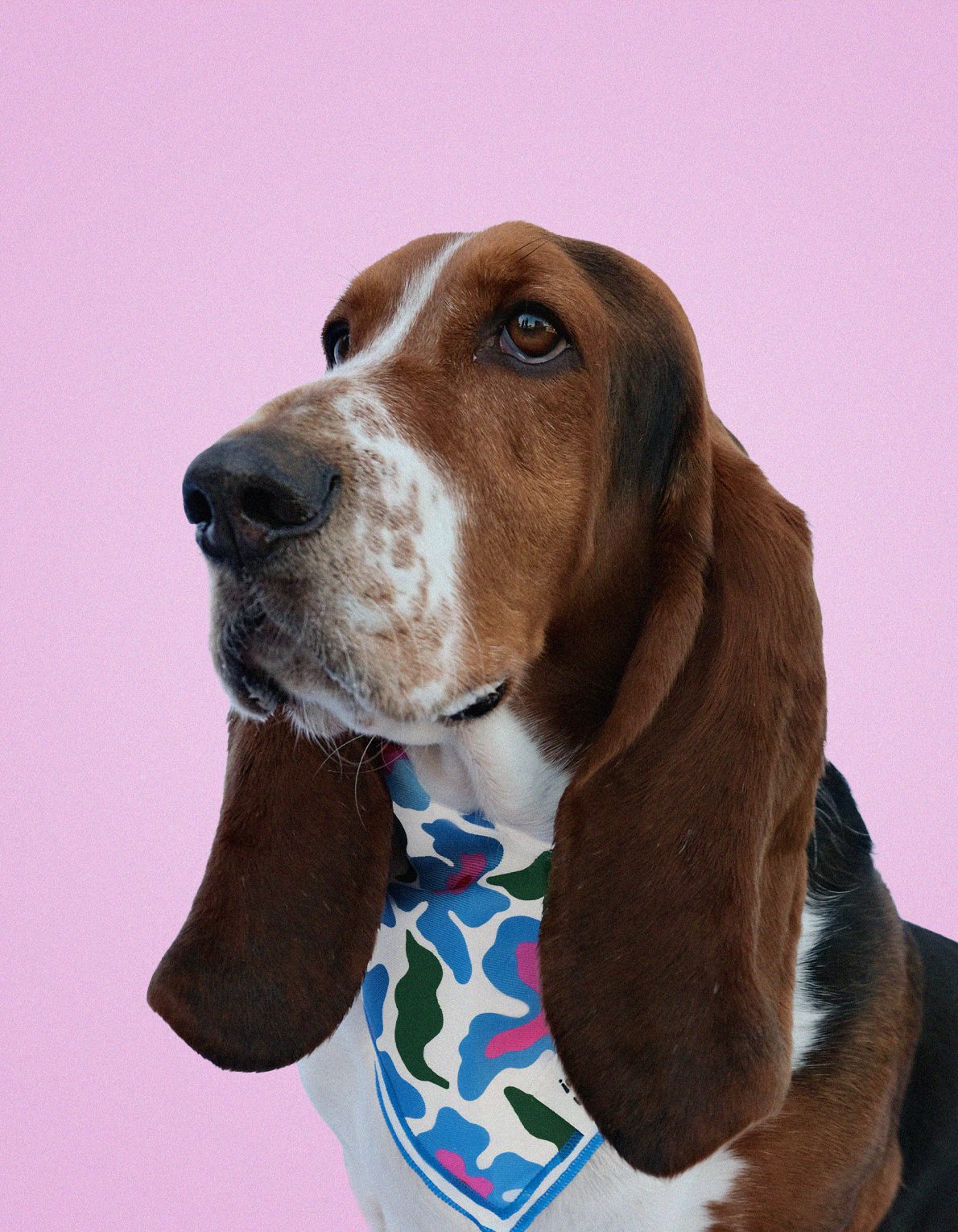 Pet Bandana | Trippy Daisies
